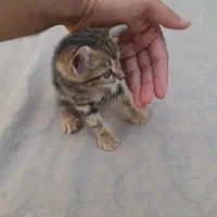 بچه گربه