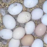 تخم مرغ گیلین نطفه دار موجود است قیمت ارزان