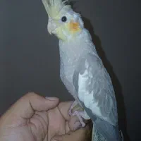 جوجه 4 ماهه و 6 ماهه عروس هلندی