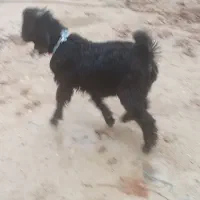 دو راس کهره نر