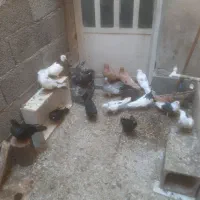کبوتر|پرنده|اهواز, گلستان|دیوار