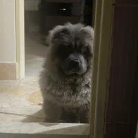 توله خرس چاوچاو بلو