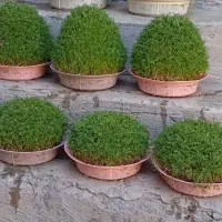 سبزه خونگی