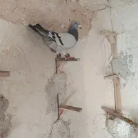 فقط تماس فقط تماس موقعیت فریمان