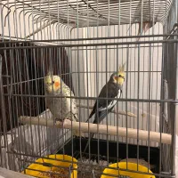یک جفت عروس هلندی زرنگ و خوب