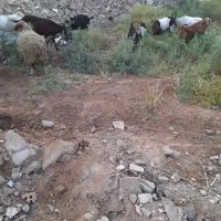 بزنجدی ابستن|حیوانات مزرعه|اهواز, پردیس|دیوار