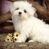 توله مالتیز تیکاپ (فنجونی)