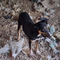 سگ دوبرمن|سگ|اهواز, اسماعیلیه|دیوار