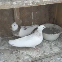 طوقی|پرنده|گرگان, |دیوار