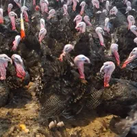 بوقلمون برنز ماده آماده تخم گذاری و نر چاق