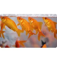 ماهی قرمز حدودا ۵۰۰عدد