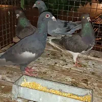 دو عدد کبوتر، دونه چهارصد