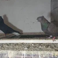 دوتا ماده دمسفید