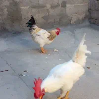 خروس‌محلی