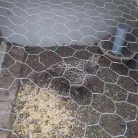 مر غ وخروس|حیوانات مزرعه|پرند, فاز ۲|دیوار