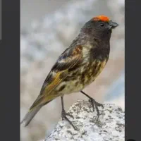 گلبسر