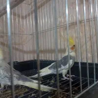 عروس هلندی مولد|پرنده|قرچک, میرزائی جنوبی|دیوار