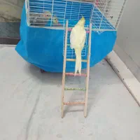 عروس|پرنده|قم, مهدیه|دیوار