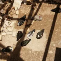 مرغ خروس سیبرایت مرغابی اردک مسکویی