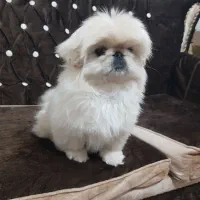 واگذاری سگ پیکینیز امپریال