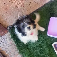 شیتزو خالص اصل