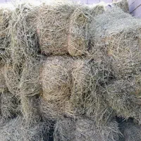 یونجه|حیوانات مزرعه|سرپل ذهاب, |دیوار