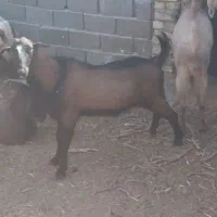 کهره چپش آلپاین