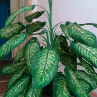 درختچه مصنوعی گل|گل مصنوعی|شیراز, کوزه گری|دیوار