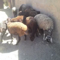 تعداد یازده راس میش وکاورافشاری درجه یک|حیوانات مزرعه|مشهد, کوی المهدی|دیوار