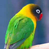 طوطی گمشده