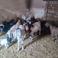 بره و بزغاله خوراک خور میش بز زاییده قوچ چپش|حیوانات مزرعه|قم, شهر قائم|دیوار