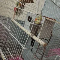 عروس هلندی ومرغ عشق