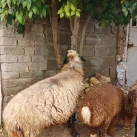 شیشک مایه کرده