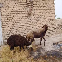 گوسفند 4 شکم با بره نر 4 ماه