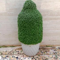 سبزه آماده تحویل|گل و گیاه طبیعی|کوهدشت, |دیوار