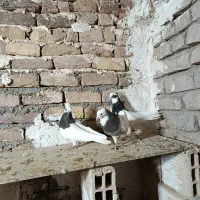 طوقی همه رنگ|پرنده|اسفرورین, |دیوار