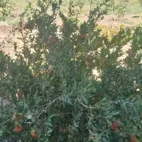 باغچه ۱۵۰۰ متری با موقعیت عالی و سند تک برگ|فروش خانه و ویلا|اشتهارد, |دیوار