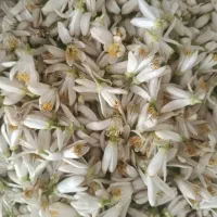 بهارنارنج شیراز