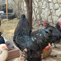مرغ و خروس برهما بلک اصل