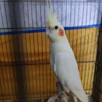 دوتا عروس ماده