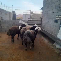 5 قوچ|حیوانات مزرعه|کوهدشت, |دیوار