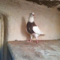 کفتر طوقی|پرنده|قم, فرهنگیان و شهربانی|دیوار