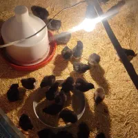 جوجه بلک استار