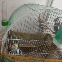 عروس هلندی