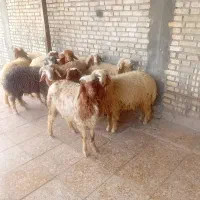 گوسفند بره درجه یک|حیوانات مزرعه|اهواز, کمپلو جنوبی|دیوار