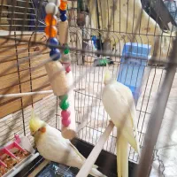 عروس هلندی لوتینو|پرنده|شوش, |دیوار