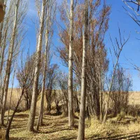 فروش چوب صنوبر|خدمات باغبانی و درختکاری|باوله, |دیوار