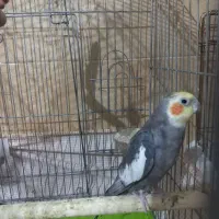 پرنده|پرنده|ماهدشت, |دیوار