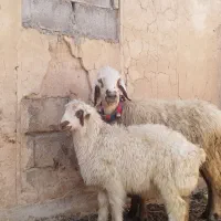 شیشک میش بره دار.