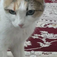 گربه|گربه|ابهر, |دیوار